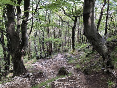 Ticino vadisinde yürüyüş ve yürüyüş parkurları, Monte Carasso - Ticino Kantonu, İsviçre