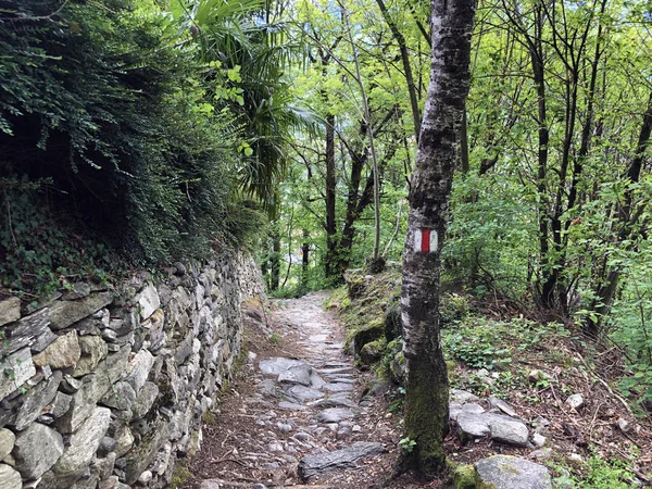 Trilhas Para Caminhadas Caminhadas Vale Rio Ticino Monte Carasso Cantão — Fotografia de Stock