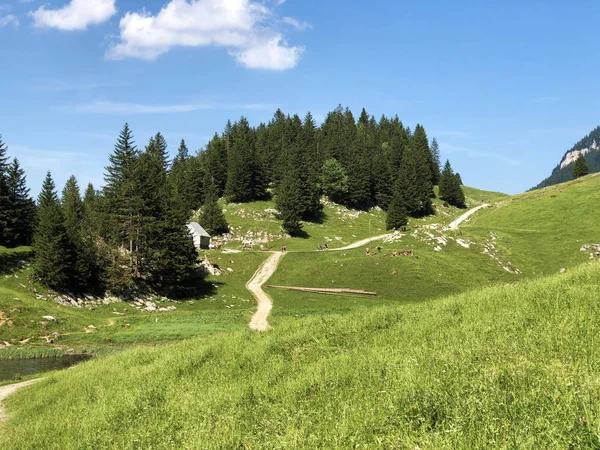 Alpine Pastures Meadows Apenzellerland Region Schwendebach Steam Valley Canton Appenzell — Stock Photo, Image