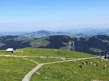 Seealp vadisinde ve Dağlık Seealpsee Gölü'nün (Appenzellerland bölgesi) yanında çayır ve otlaklarda inekler - Appenzell Innerrhoden Kantonu, İsviçre