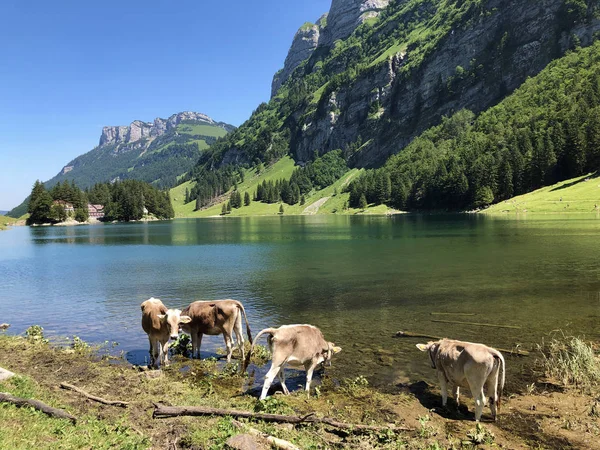 Cows Meadows Pastures Valley Seealp Alpine Lake Seealpsee Appenzellerland Region — Stock Photo, Image