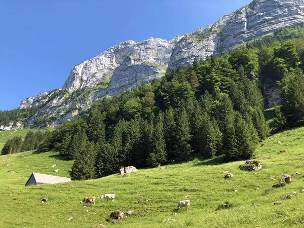 Krowy Łąkach Pastwiskach Dolinie Seealp Nad Alpejskim Jeziorem Seealpsee Region — Zdjęcie stockowe