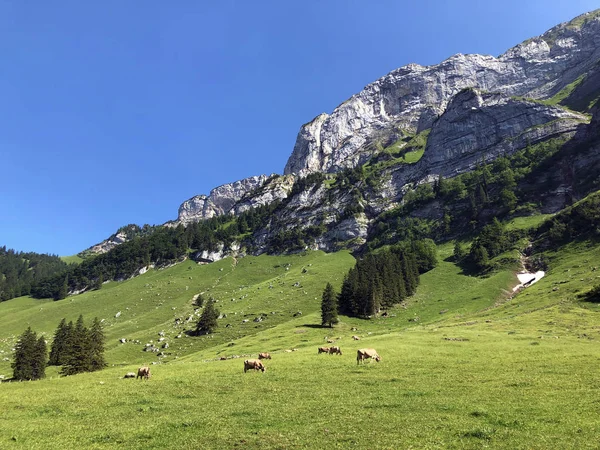 Cows Meadows Pastures Valley Seealp Alpine Lake Seealpsee Appenzellerland Region — Stock Photo, Image