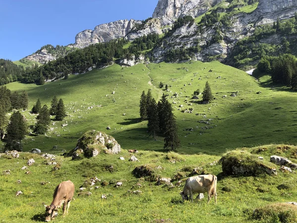 Cows Meadows Pastures Valley Seealp Alpine Lake Seealpsee Appenzellerland Region — Stock Photo, Image