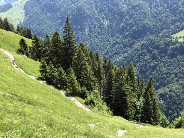 Alpstein sıradağları ve Appenzellerland bölgesinde yaprak döken ağaçlar ve ormanlar - Appenzell Innerrhoden Kantonu (Ai), İsviçre