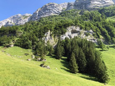 Alpstein sıradağları ve Appenzellerland bölgesinde yaprak döken ağaçlar ve ormanlar - Appenzell Innerrhoden Kantonu (Ai), İsviçre
