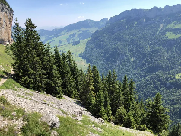 阿尔普施泰因山脉和阿彭策勒兰地区的落叶树和森林 瑞士阿彭策尔内霍登州 — 图库照片