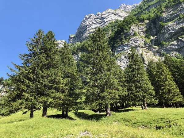 Árvores Caducas Florestas Cordilheira Alpstein Região Appenzellerland Cantão Appenzell Innerrhoden — Fotografia de Stock