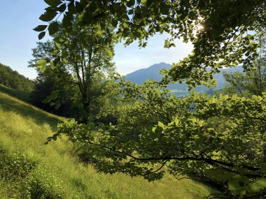 Alpstein sıradağları ve Appenzellerland bölgesinde yaprak döken ağaçlar ve ormanlar - Appenzell Innerrhoden Kantonu (Ai), İsviçre
