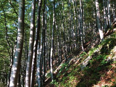 Alpstein sıradağları ve Appenzellerland bölgesinde yaprak döken ağaçlar ve ormanlar - Appenzell Innerrhoden Kantonu (Ai), İsviçre