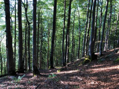 Alpstein sıradağları ve Appenzellerland bölgesinde yaprak döken ağaçlar ve ormanlar - Appenzell Innerrhoden Kantonu (Ai), İsviçre