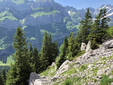 Alpstein sıradağları ve Appenzellerland bölgesinde yaprak döken ağaçlar ve ormanlar - Appenzell Innerrhoden Kantonu (Ai), İsviçre