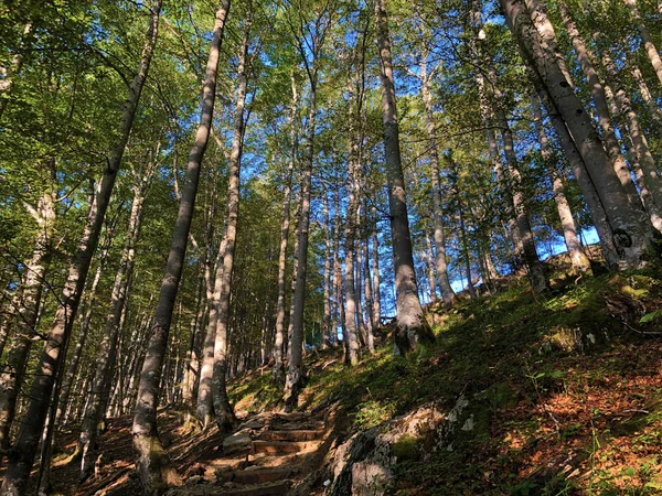 Drzew Liściastych Lasów Górach Alpstein Regionie Appenzellerland Canton Appenzell Innerrhoden — Zdjęcie stockowe