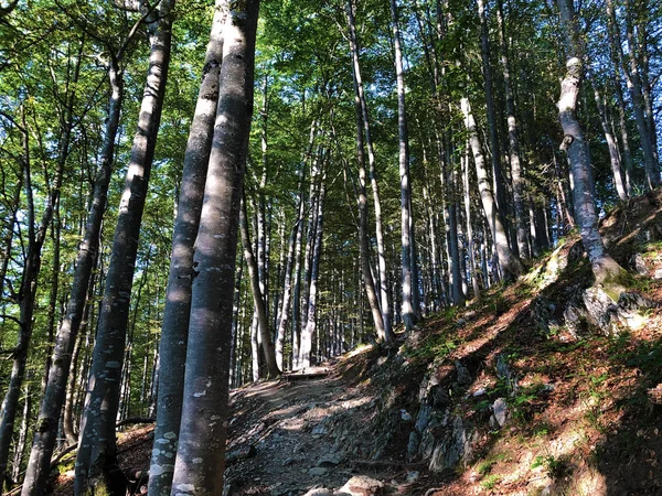 Árboles Caducifolios Bosques Cordillera Alpstein Región Appenzellerland Cantón Appenzell Innerrhoden — Foto de Stock