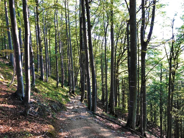 Árboles Caducifolios Bosques Cordillera Alpstein Región Appenzellerland Cantón Appenzell Innerrhoden — Foto de Stock