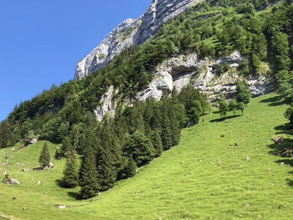 Árboles Bosques Mixtos Cordillera Alpstein Región Appenzellerland Cantón Appenzell Innerrhoden —  Fotos de Stock