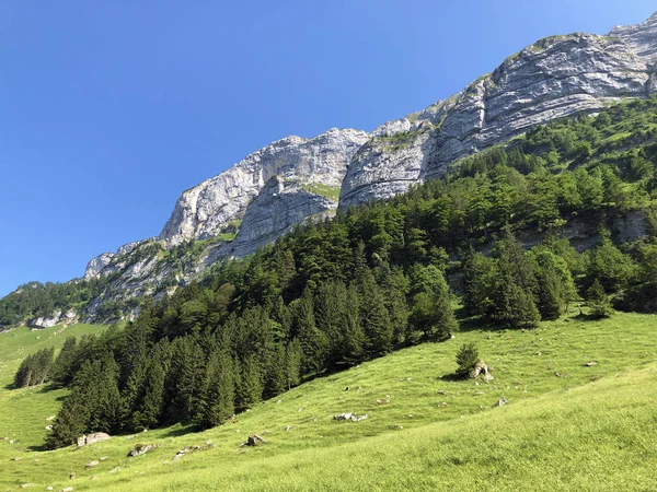 Alberi Foreste Misti Nella Catena Montuosa Alpstein Nella Regione Appenzellerland — Foto Stock