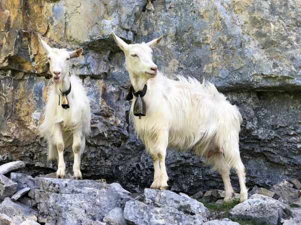 Cabras Nos Prados Pastagens Vale Seealp Junto Lago Alpino Seealpsee — Fotografia de Stock