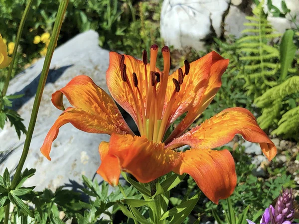 Orange lily, Fire lily and Tiger lily (Lilium bulbiferum) or Feuerlilie, Appenzellerland region - Canton of Appenzell Innerrhoden, Switzerland