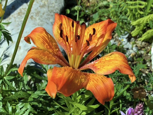 Orange lily, Fire lily and Tiger lily (Lilium bulbiferum) or Feuerlilie, Appenzellerland region - Canton of Appenzell Innerrhoden, Switzerland