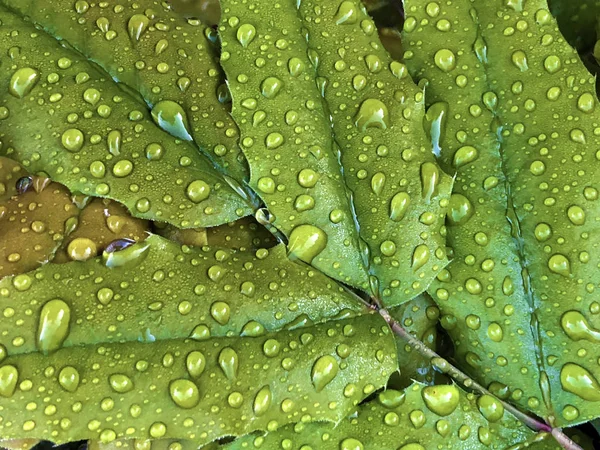Rain drops or droplets of water on a green leaf