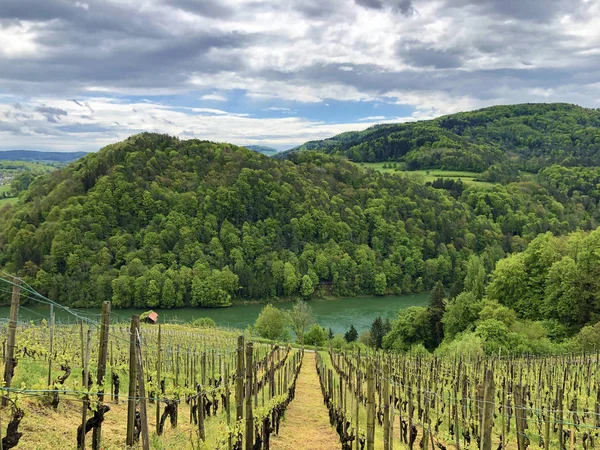 Photogenic vineyards and lowland forests in the Rhine valley, Buchberg - Canton of Schaffhausen, Switzerland