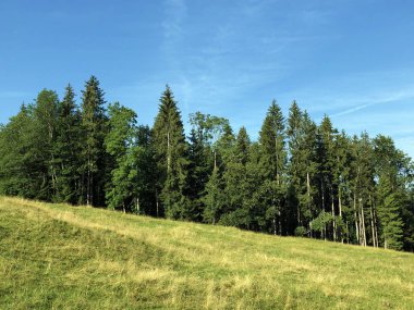 Sihlsee Gölü Vadisi 'nde karışık ormanlar, Einsiedeln-Schwyz Kantonu, Isviçre
