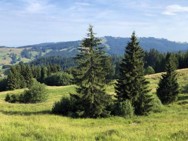 Sihlsee Gölü Vadisi 'nde karışık ormanlar, Einsiedeln-Schwyz Kantonu, Isviçre