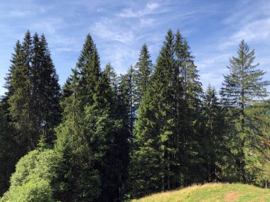 Sihlsee Gölü Vadisi 'nde karışık ormanlar, Einsiedeln-Schwyz Kantonu, Isviçre