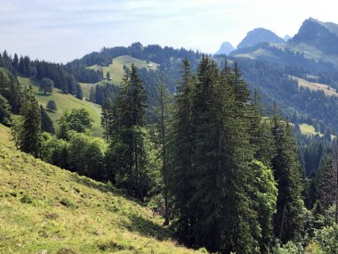 Sihlsee Gölü Vadisi 'nde karışık ormanlar, Einsiedeln-Schwyz Kantonu, Isviçre