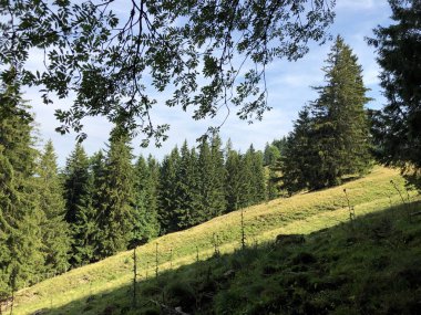 Sihlsee Gölü Vadisi 'nde karışık ormanlar, Einsiedeln-Schwyz Kantonu, Isviçre