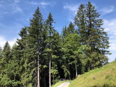 Sihlsee Gölü Vadisi 'nde karışık ormanlar, Einsiedeln-Schwyz Kantonu, Isviçre