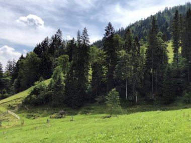 Sihlsee Gölü Vadisi 'nde karışık ormanlar, Einsiedeln-Schwyz Kantonu, Isviçre
