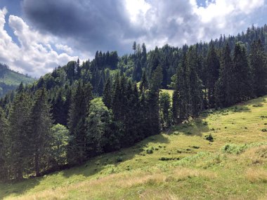 Sihlsee Gölü Vadisi 'nde karışık ormanlar, Einsiedeln-Schwyz Kantonu, Isviçre
