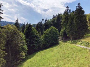 Sihlsee Gölü Vadisi 'nde karışık ormanlar, Einsiedeln-Schwyz Kantonu, Isviçre