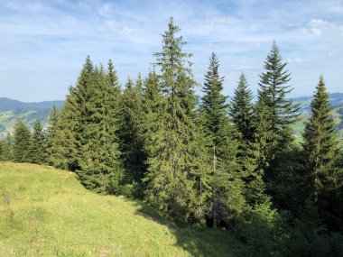 Sihlsee Gölü vadisinin yamaçlarında Evergreen veya iğne yapraklı ormanlar, Einsiedeln-Schwyz Kantonu, Isviçre