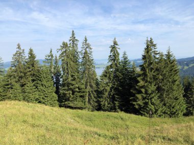Sihlsee Gölü vadisinin yamaçlarında Evergreen veya iğne yapraklı ormanlar, Einsiedeln-Schwyz Kantonu, Isviçre