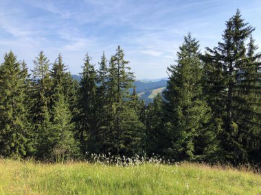 Sihlsee Gölü vadisinin yamaçlarında Evergreen veya iğne yapraklı ormanlar, Einsiedeln-Schwyz Kantonu, Isviçre