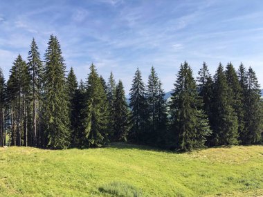 Sihlsee Gölü vadisinin yamaçlarında Evergreen veya iğne yapraklı ormanlar, Einsiedeln-Schwyz Kantonu, Isviçre