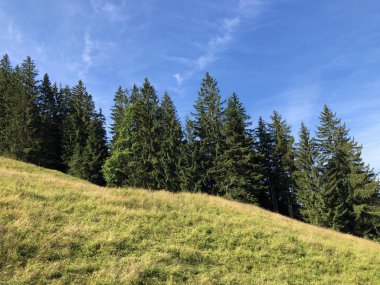 Sihlsee Gölü vadisinin yamaçlarında Evergreen veya iğne yapraklı ormanlar, Einsiedeln-Schwyz Kantonu, Isviçre