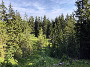 Sihlsee Gölü vadisinin yamaçlarında Evergreen veya iğne yapraklı ormanlar, Einsiedeln-Schwyz Kantonu, Isviçre