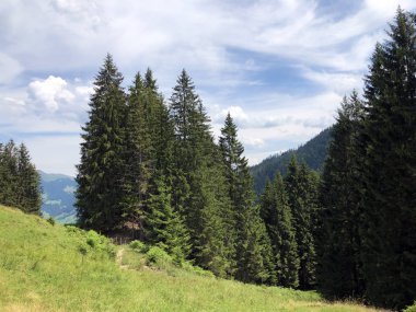 Sihlsee Gölü vadisinin yamaçlarında Evergreen veya iğne yapraklı ormanlar, Einsiedeln-Schwyz Kantonu, Isviçre