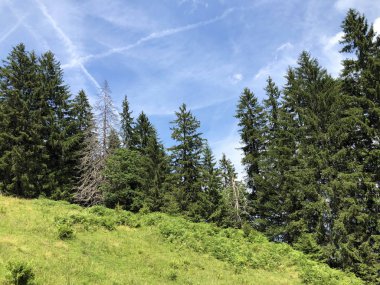 Sihlsee Gölü vadisinin yamaçlarında Evergreen veya iğne yapraklı ormanlar, Einsiedeln-Schwyz Kantonu, Isviçre