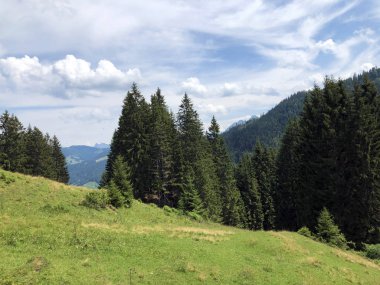 Sihlsee Gölü vadisinin yamaçlarında Evergreen veya iğne yapraklı ormanlar, Einsiedeln-Schwyz Kantonu, Isviçre