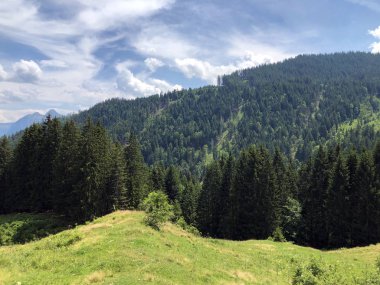 Sihlsee Gölü vadisinin yamaçlarında Evergreen veya iğne yapraklı ormanlar, Einsiedeln-Schwyz Kantonu, Isviçre