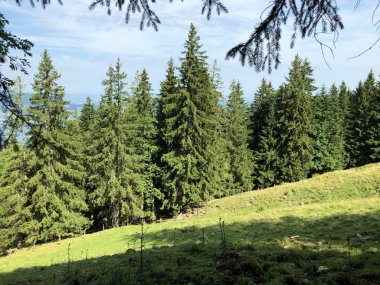 Sihlsee Gölü vadisinin yamaçlarında Evergreen veya iğne yapraklı ormanlar, Einsiedeln-Schwyz Kantonu, Isviçre