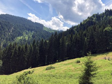 Sihlsee Gölü vadisinin yamaçlarında Evergreen veya iğne yapraklı ormanlar, Einsiedeln-Schwyz Kantonu, Isviçre