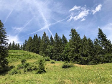 Sihlsee Gölü vadisinin yamaçlarında Evergreen veya iğne yapraklı ormanlar, Einsiedeln-Schwyz Kantonu, Isviçre