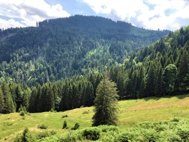 Sihlsee Gölü vadisinin yamaçlarında Evergreen veya iğne yapraklı ormanlar, Einsiedeln-Schwyz Kantonu, Isviçre