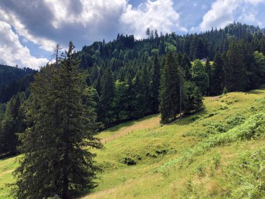Sihlsee Gölü vadisinin yamaçlarında Evergreen veya iğne yapraklı ormanlar, Einsiedeln-Schwyz Kantonu, Isviçre